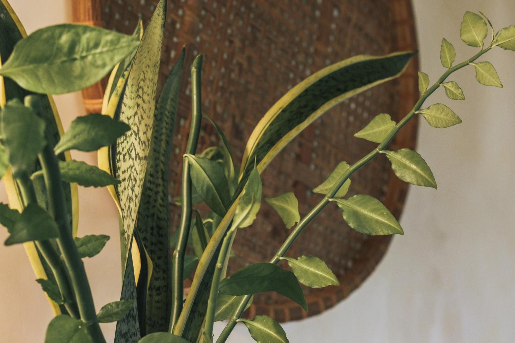 Butterfly House Bahia Hotel Марау Екстериор снимка